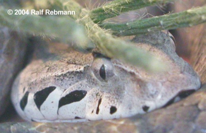 Acanthophis antarcticus Bild06